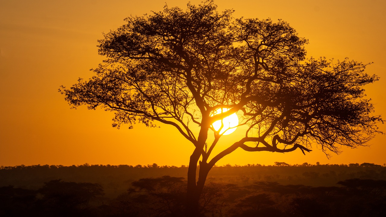 A tree and the sunsets